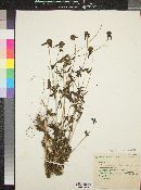 Crusea parviflora image