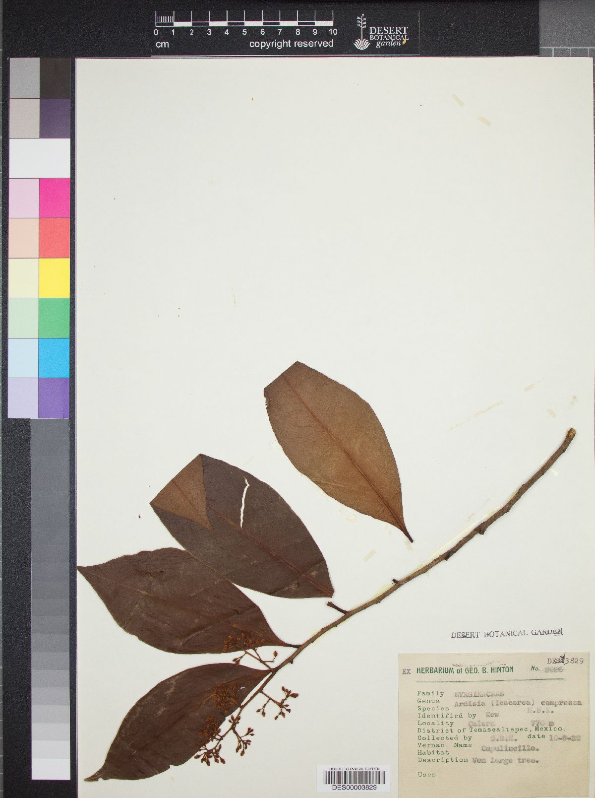 Ardisia compressa image