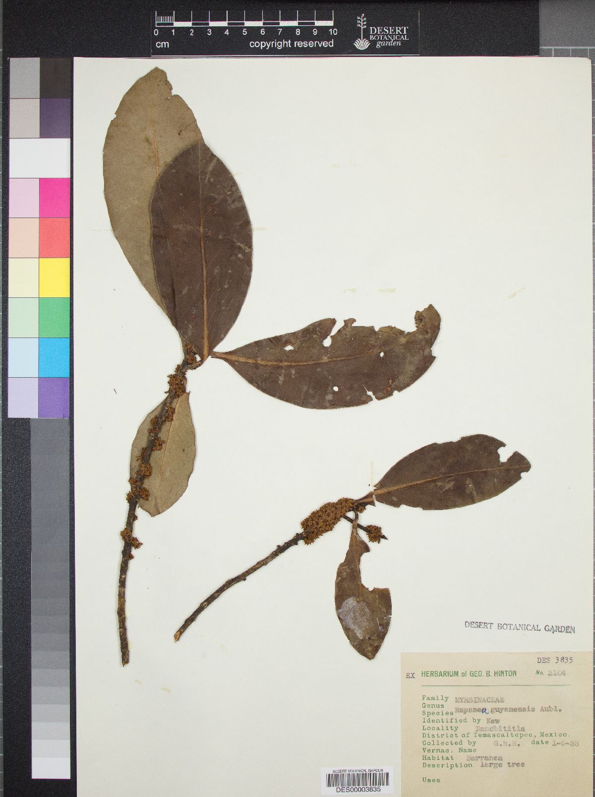 Myrsine juergensenii image
