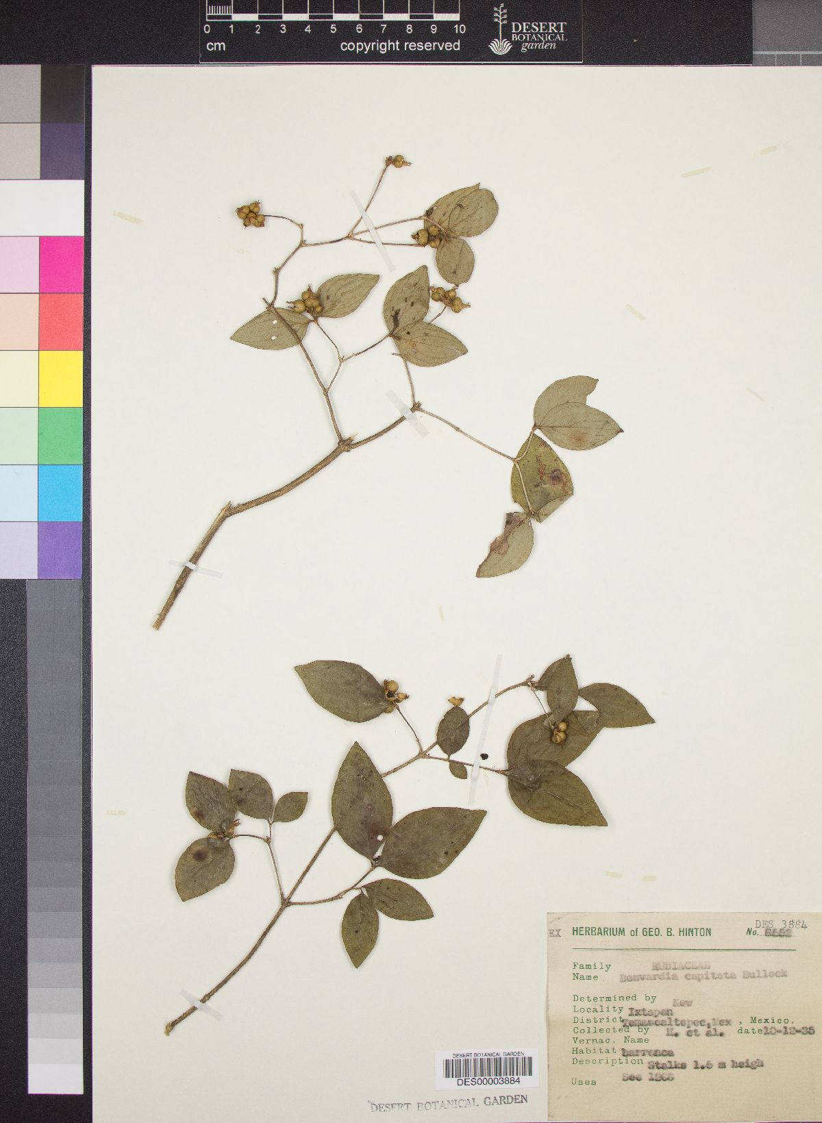 Bouvardia capitata image