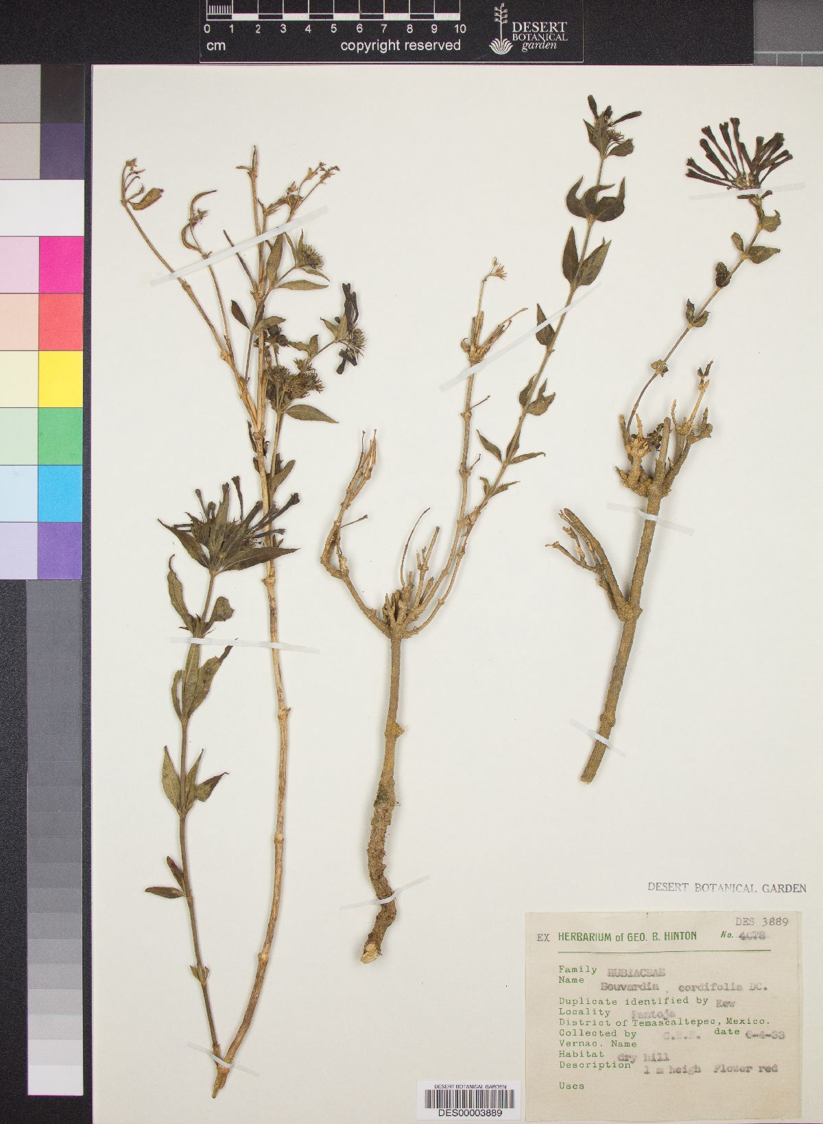Bouvardia cordifolia image