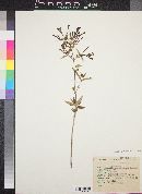 Bouvardia cataphyllaris image