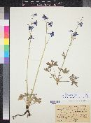 Delphinium wootoni image