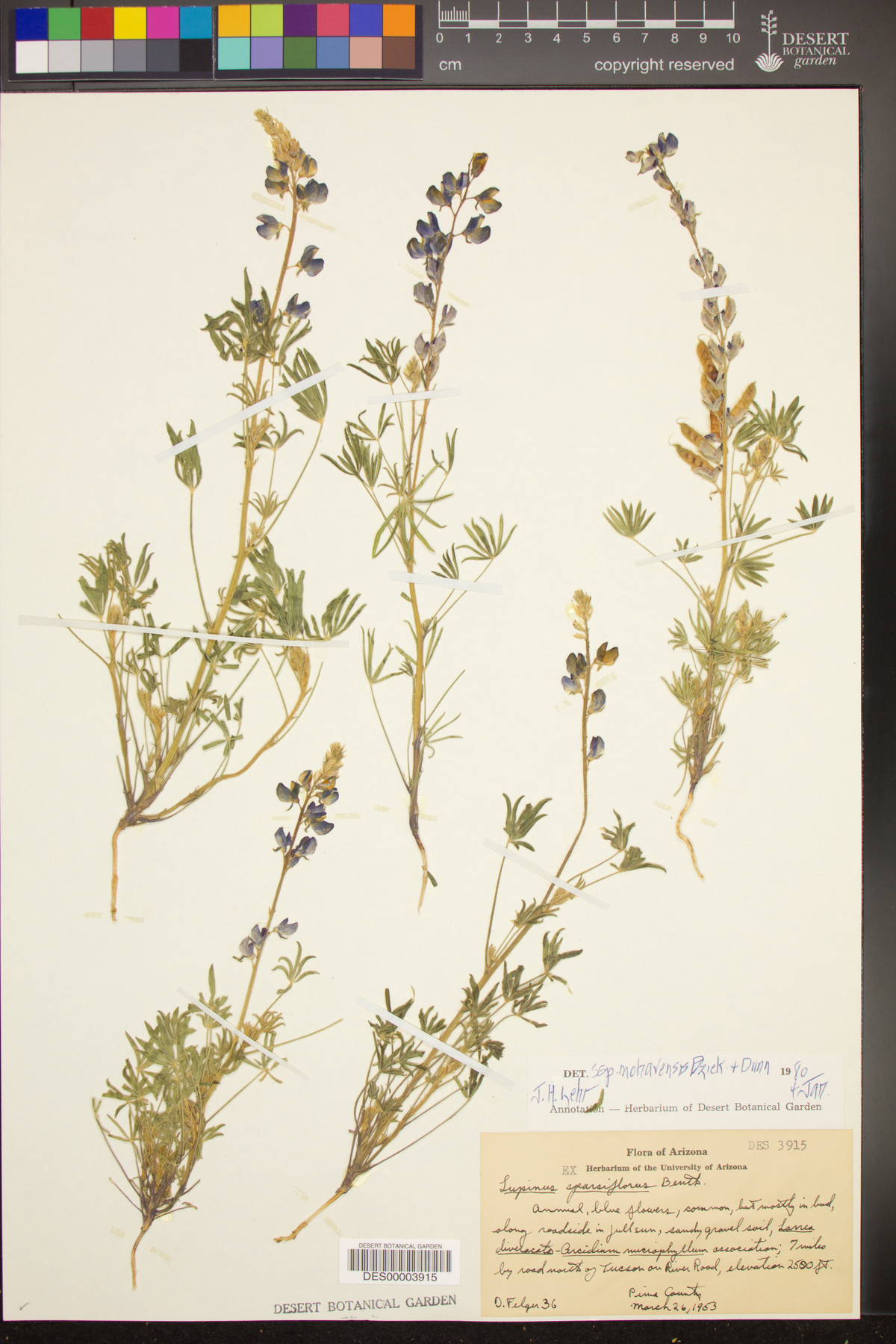 Lupinus sparsiflorus subsp. mohavensis image