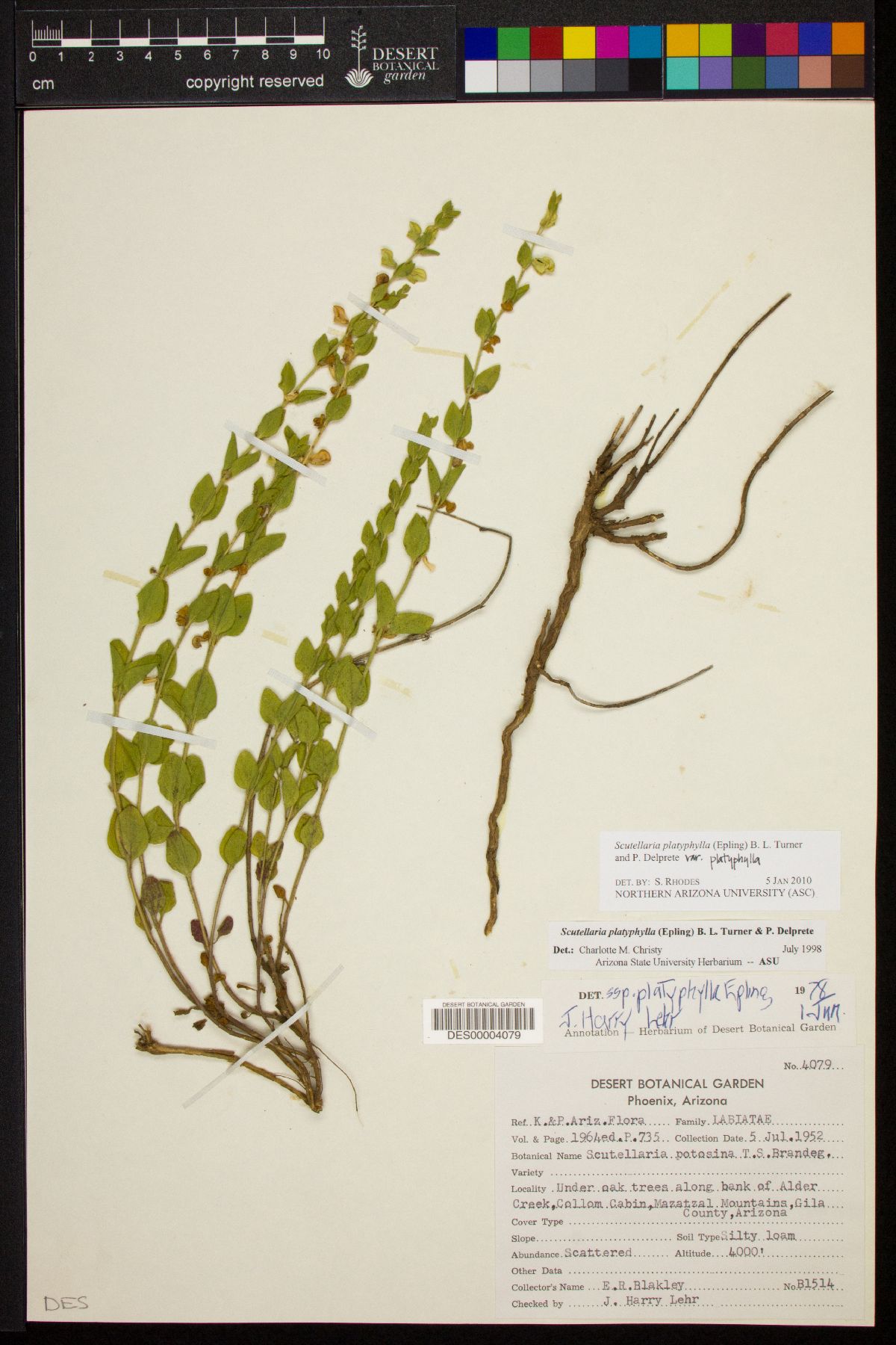 Scutellaria platyphylla var. platyphylla image