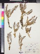 Pedicularis centranthera image