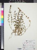 Stemodia durantifolia image