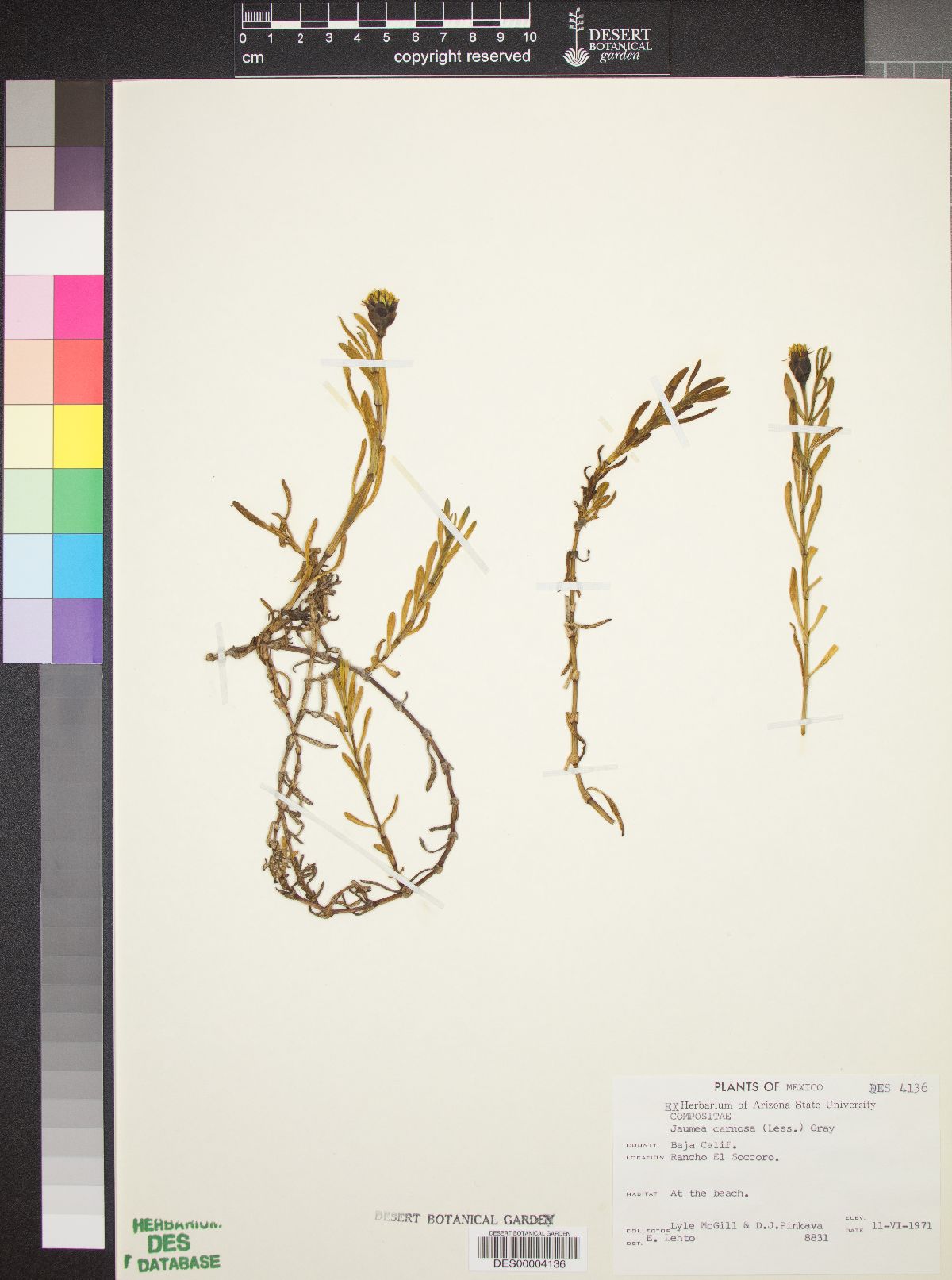 Jaumea carnosa image