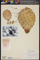 Opuntia macrocentra image