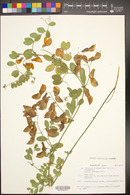 Lathyrus splendens image