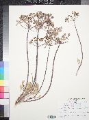 Lomatium dasycarpum image