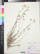 Eriophyllum confertiflorum image