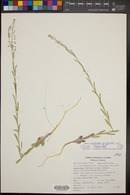 Lepidium virginicum var. pubescens image