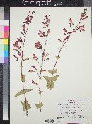 Penstemon pseudospectabilis var. connatifolius image