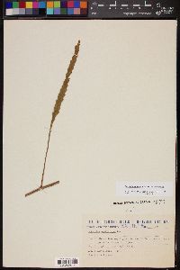Image of Lepismium houlletianum