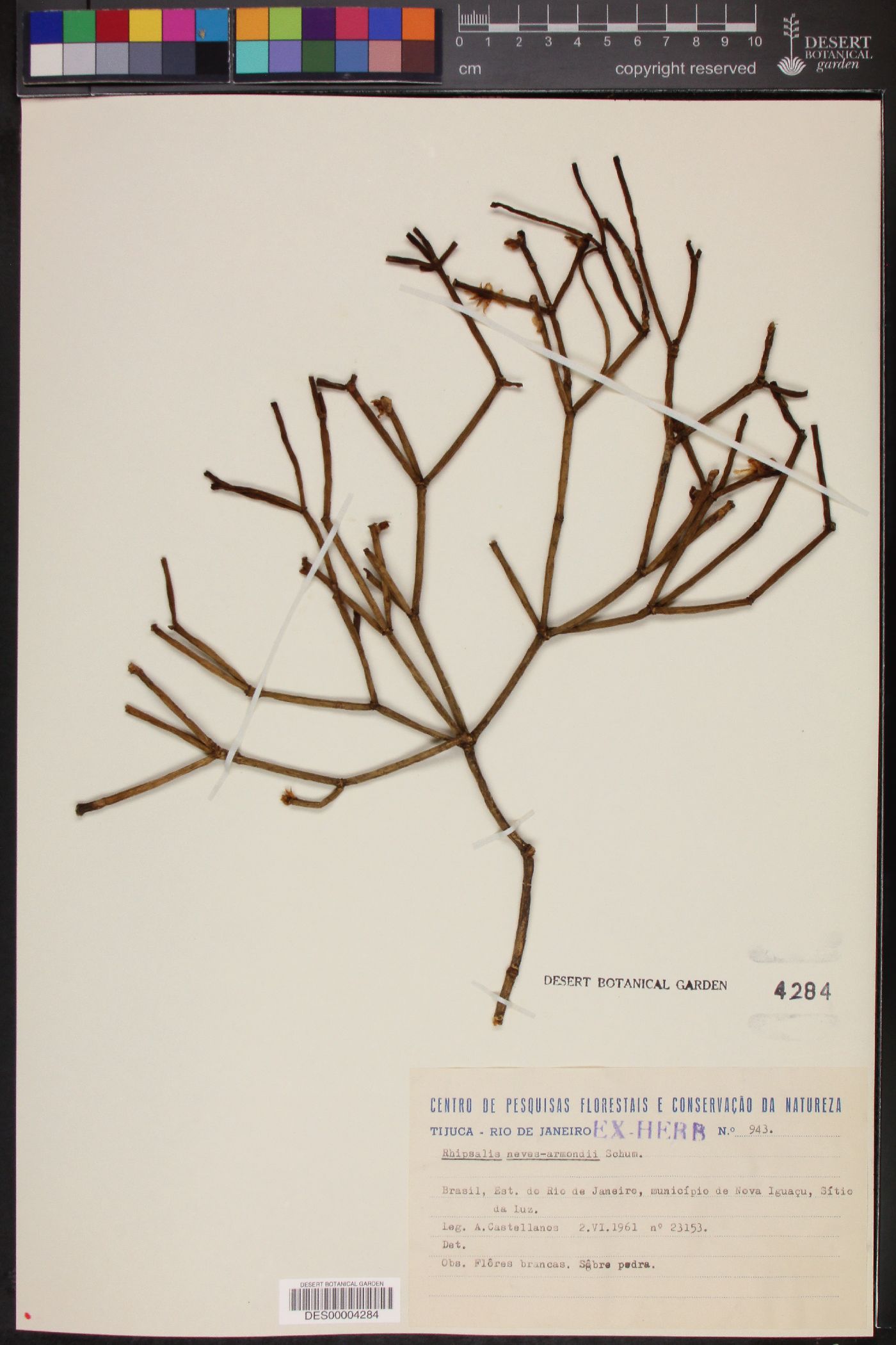 Rhipsalis neves-armondii image