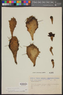 Opuntia monacantha image