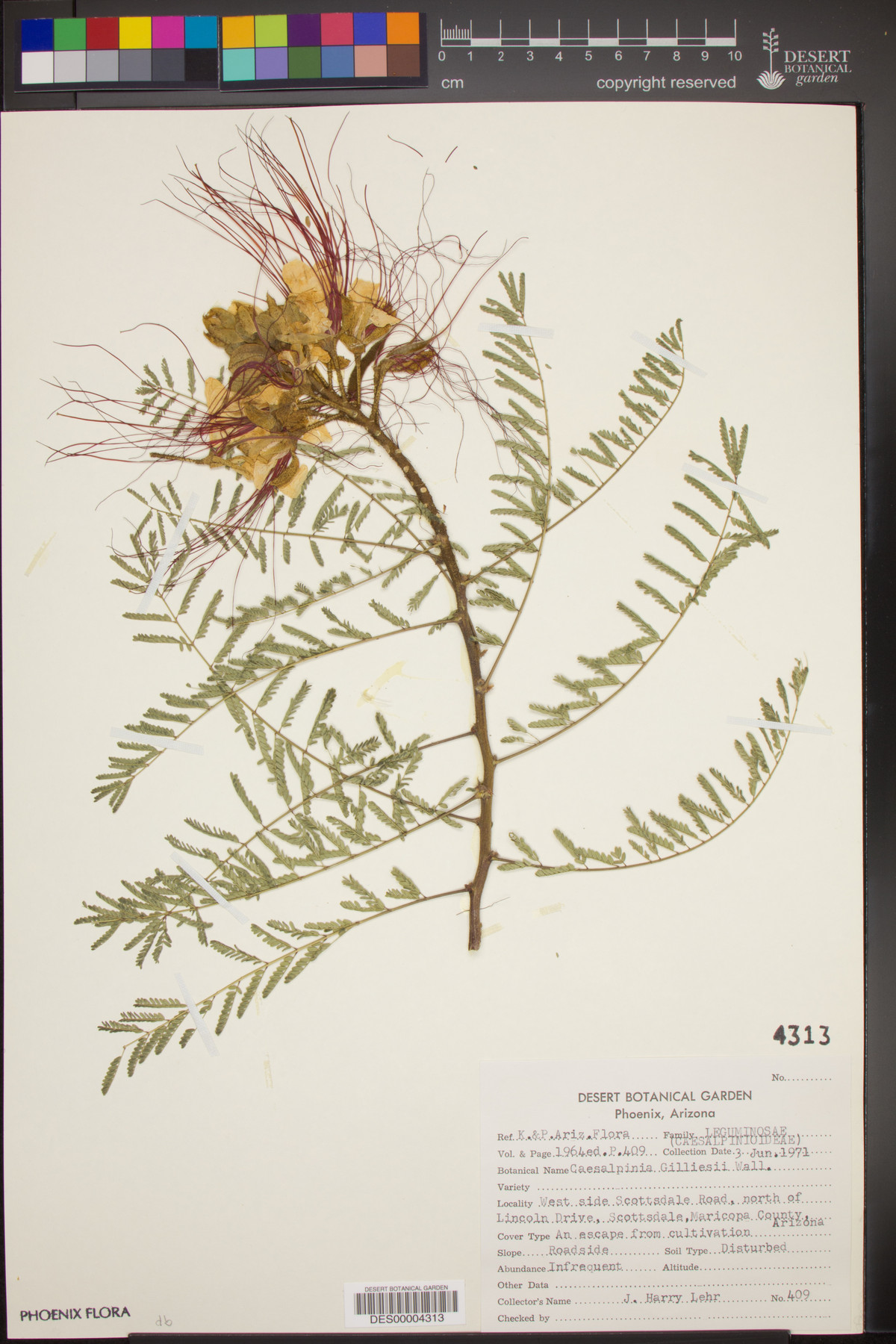 Caesalpinia pannosa image