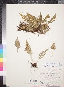 Polypodium hesperium image