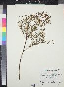 Acacia calamifolia image