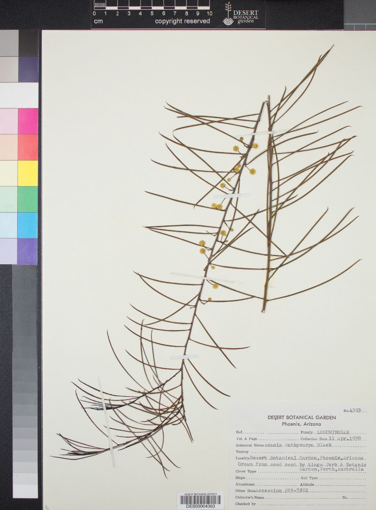 Acacia euthycarpa image