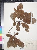 Annona diversifolia image