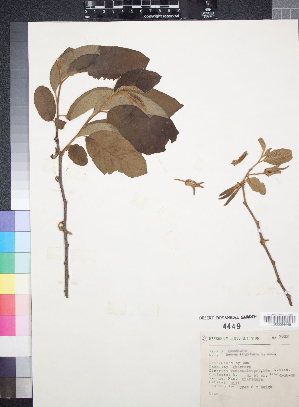 Annona longiflora image