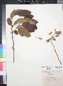 Annona longiflora image