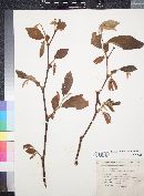 Annona longiflora image