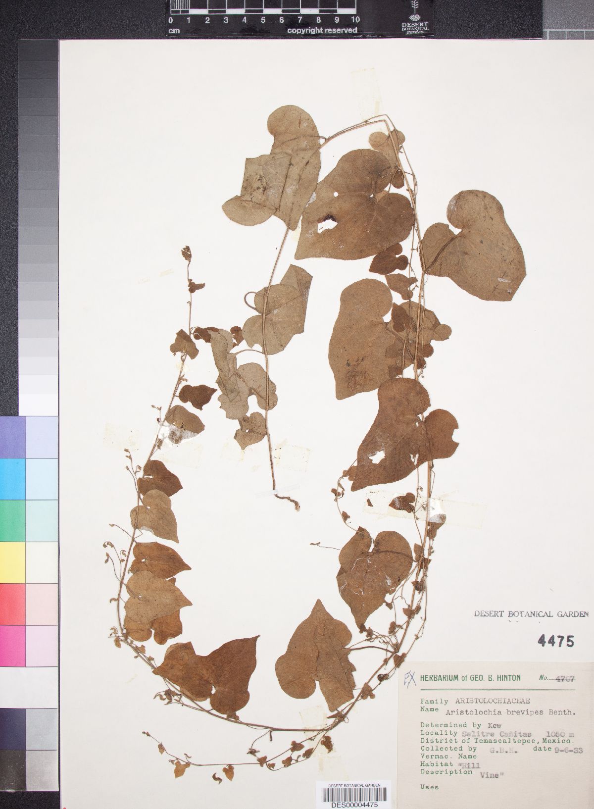 Aristolochia brevipes image