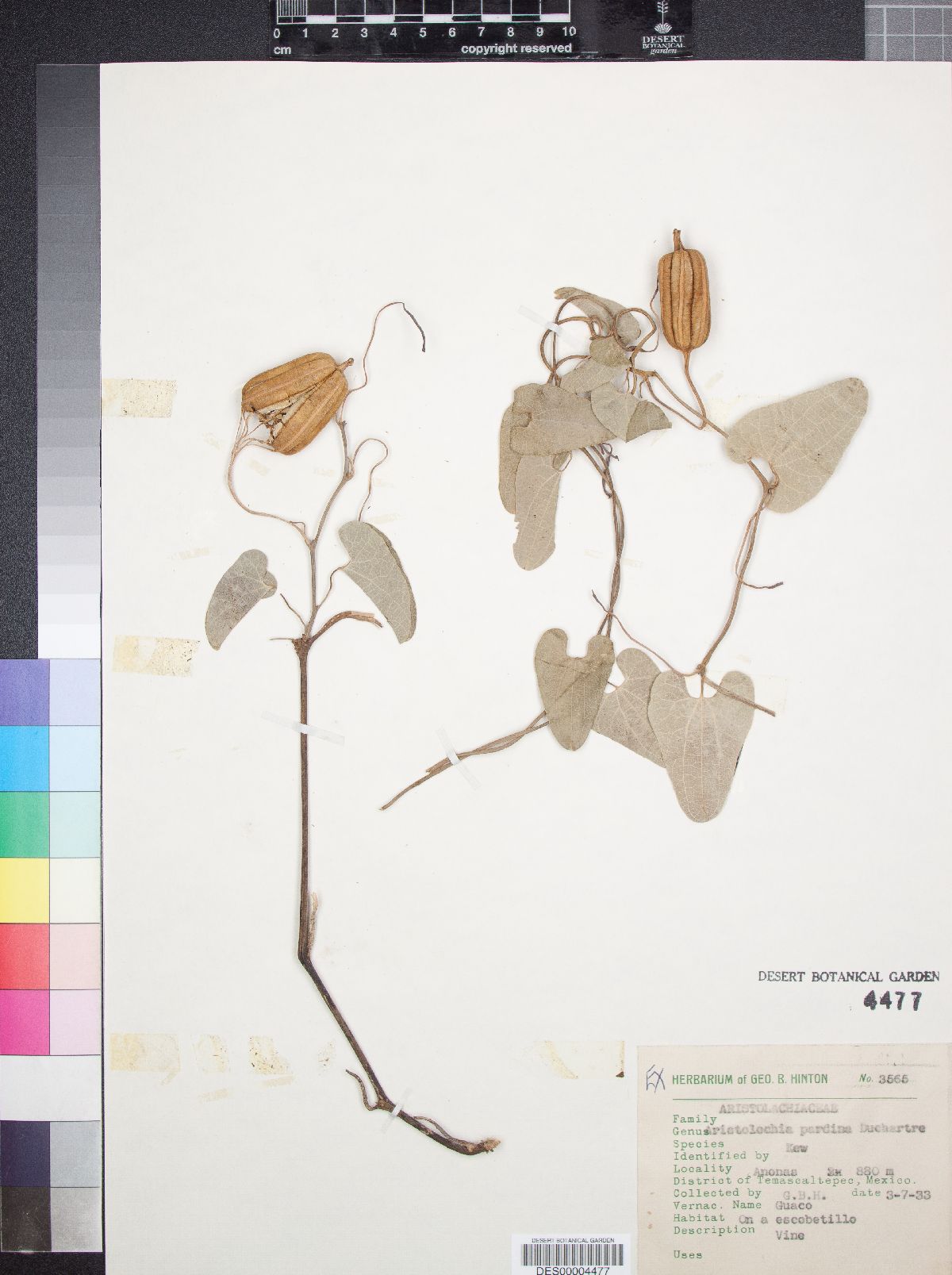 Aristolochia pardina image