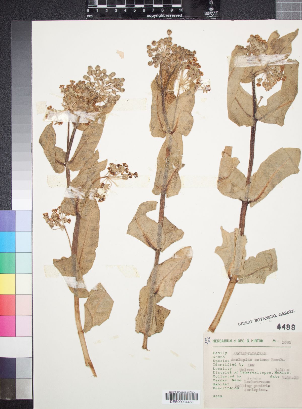Asclepias contrayerba image