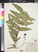 Mahonia lanceolata image