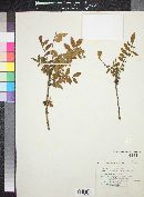 Bursera sessiliflora image