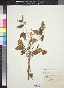 Bursera grandifolia image