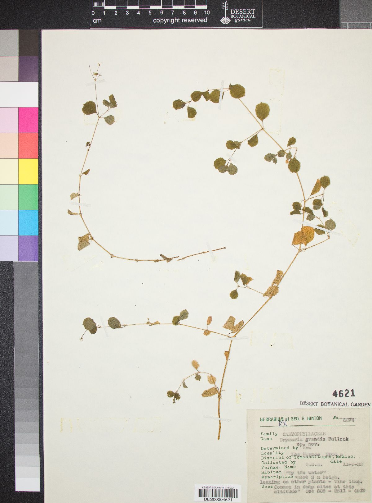 Drymaria grandis image