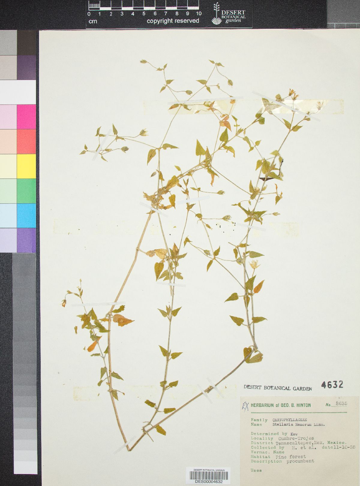 Stellaria nemorum image