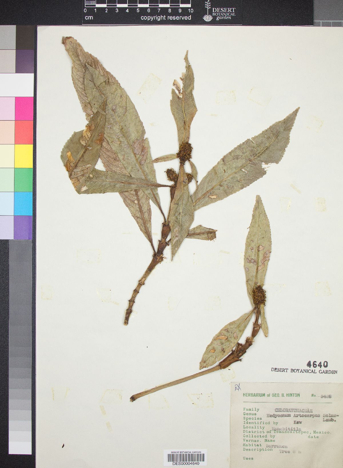 Hedyosmum artocarpus image
