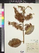 Combretum farinosum image