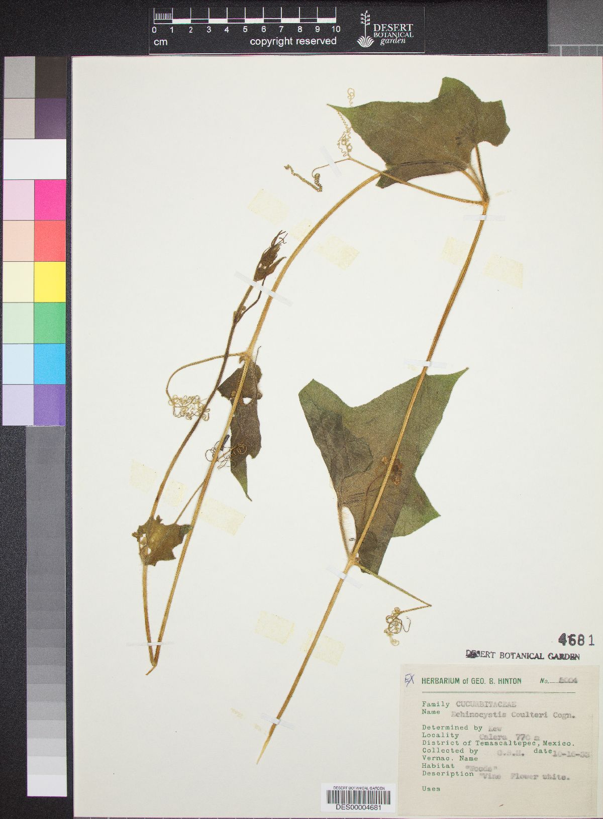 Echinopepon coulteri image