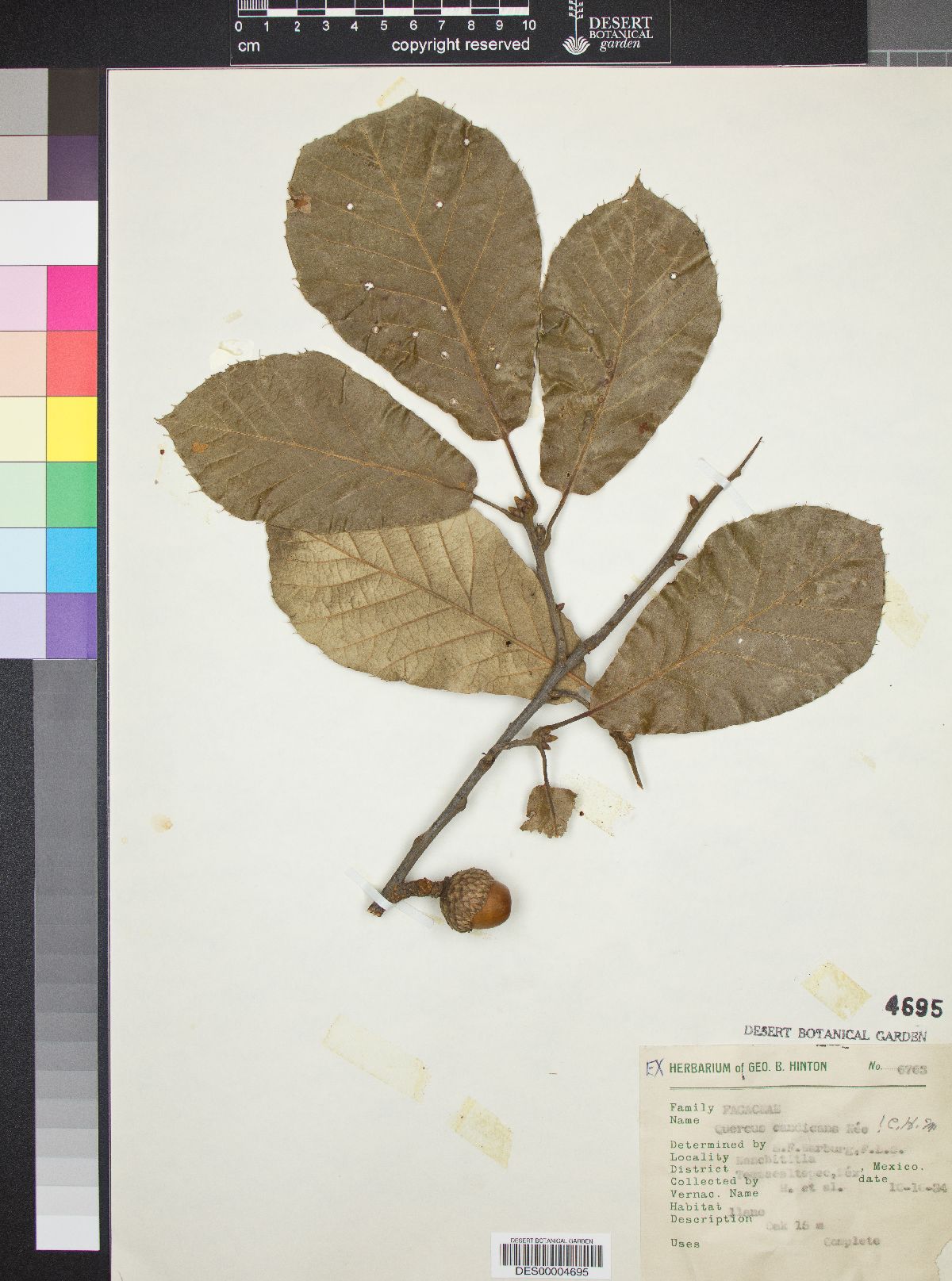 Quercus candicans image