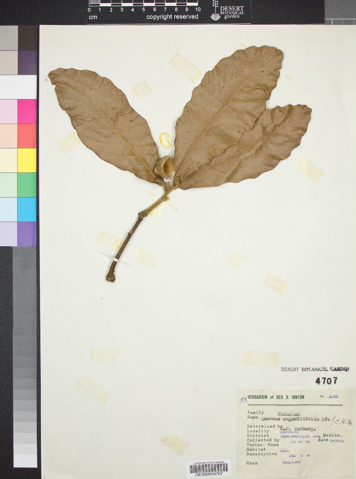 Quercus magnoliifolia image