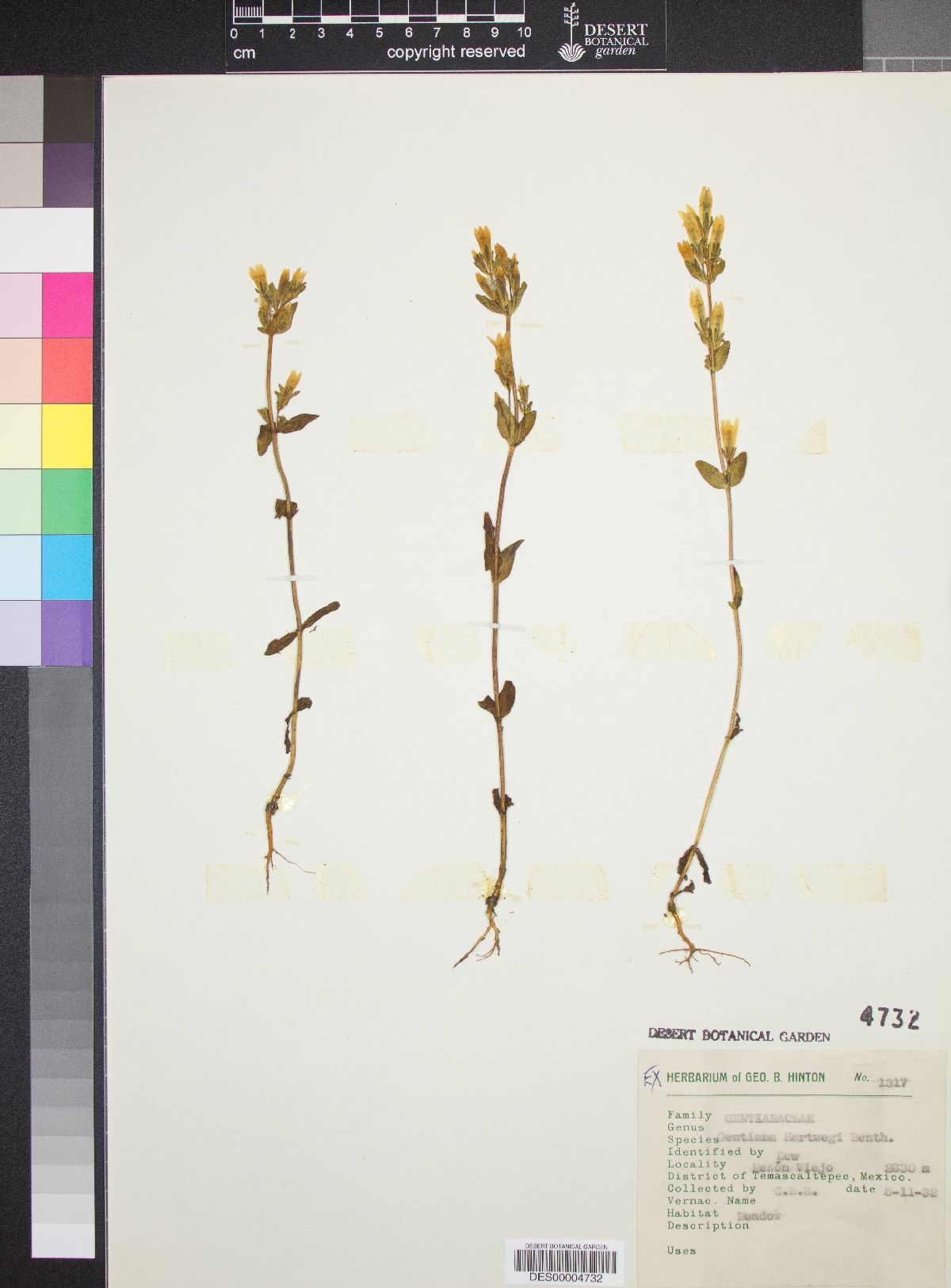 Gentianella amarella subsp. hartwegii image