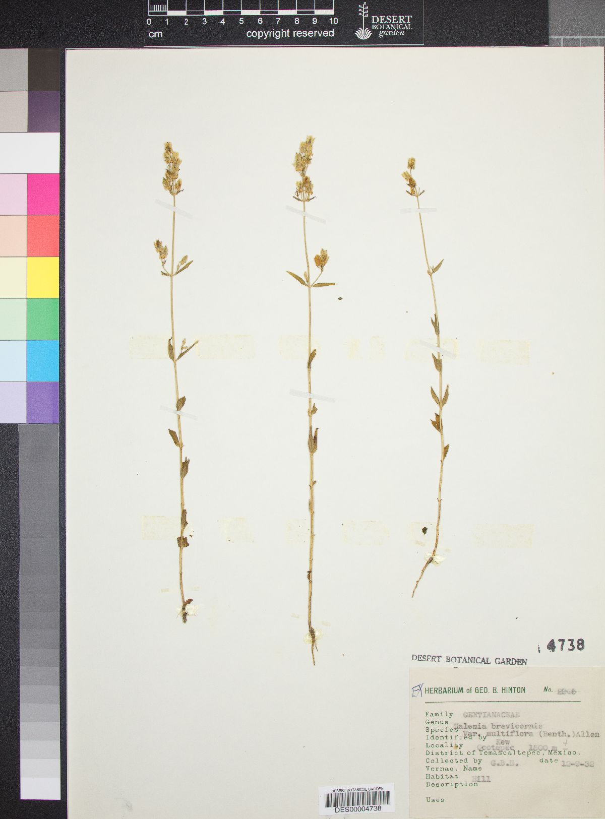 Halenia brevicornis image