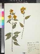 Philadelphus mexicanus image