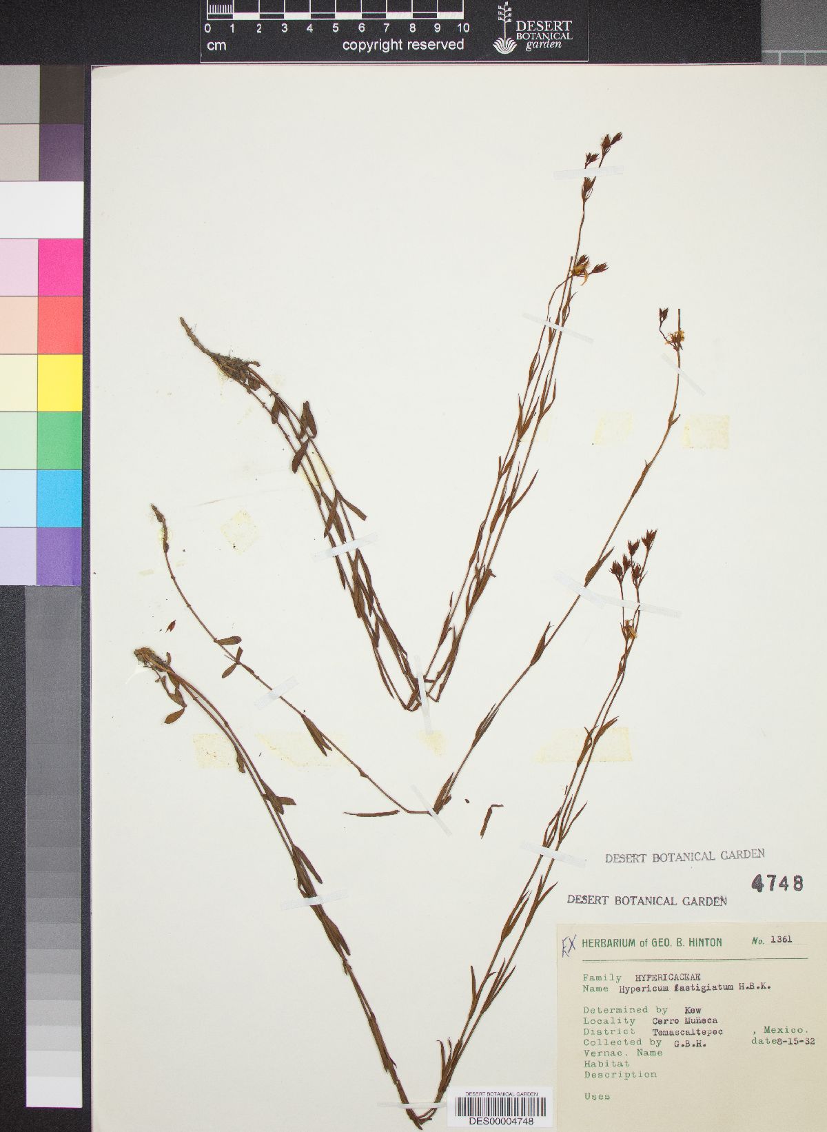 Hypericum fastigiatum image