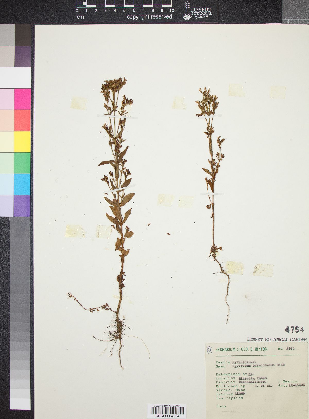 Hypericum submontanum image