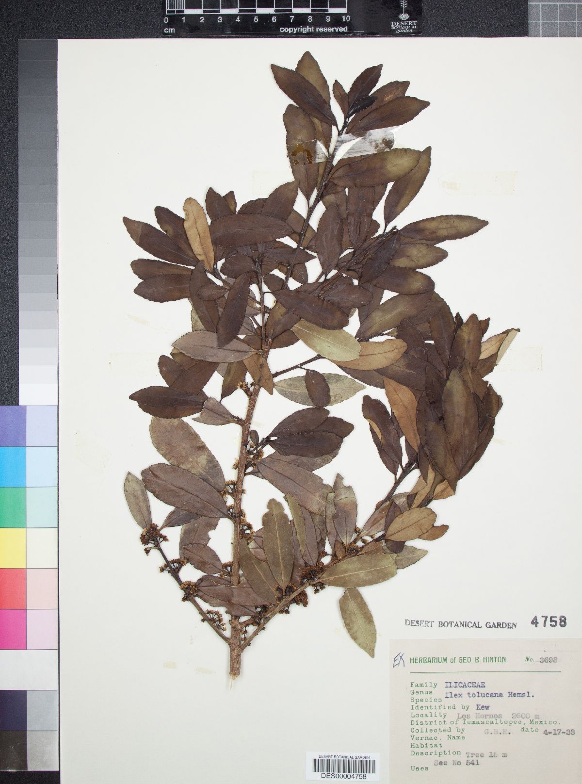 Ilex tolucana image