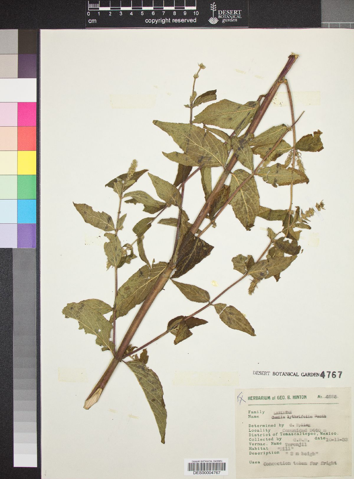 Cunila lythrifolia image