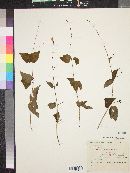 Salvia dryophila image